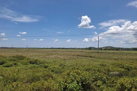 Diện tích canh tác lúa hè - thu ở Hà Tĩnh giảm do thiếu nước tưới