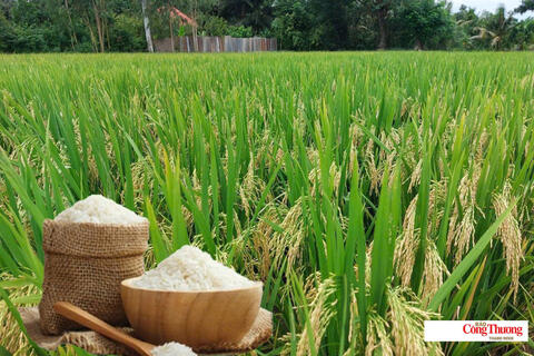 Giá lúa gạo hôm nay ngày 5/8/2026: Lúa tươi đồng loạt tăng nhẹ