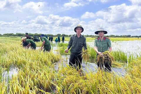 Tây Ninh huy động 50 cán bộ, chiến sĩ giúp dân thu hoạch lúa chạy lũ