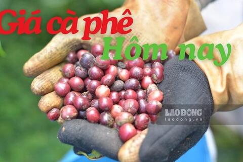 Giá cà phê hôm nay 19.8: Tăng vọt 1.500 đồng/kg