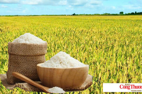 Giá lúa gạo hôm nay ngày 9/10/2026: Giá lúa tươi giảm nhẹ