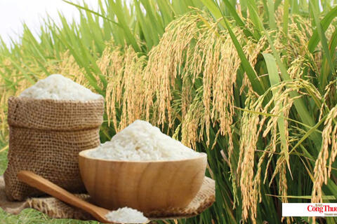 Giá lúa gạo hôm nay ngày 30/10/2026: Giá lúa tươi biến động