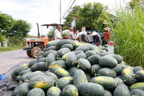 Dưa hấu lại chờ giải cứu - Ảnh 1.