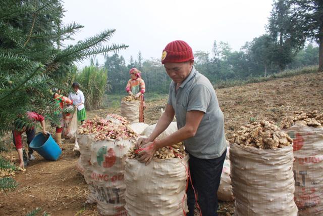 Bà con miền núi khấm khá nhờ trồng những cây đổi đời - Ảnh 3. Bà con miền núi khấm khá nhờ trồng những cây đổi đời - Ảnh 3.
