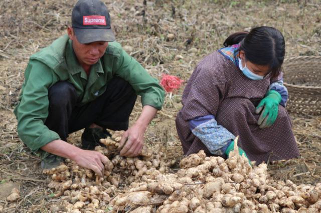 Bà con miền núi khấm khá nhờ trồng những cây đổi đời - Ảnh 4. Bà con miền núi khấm khá nhờ trồng những cây đổi đời - Ảnh 4.