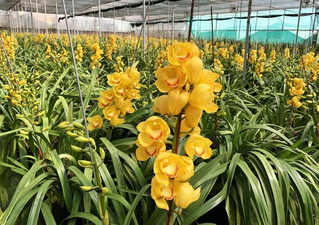 Người trồng hoa lan Đà Lạt điêu đứng vì tai họa kép - Ảnh 1. Người trồng hoa lan Đà Lạt điêu đứng vì tai họa kép - Ảnh 1.