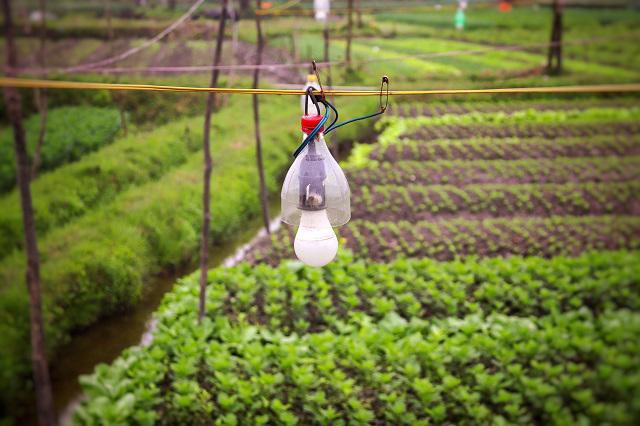 Ban đêm người dân thường bật điện để đảm bảo ánh sáng phù hợp, điều chỉnh thời gian cho hoa nở đúng dịp