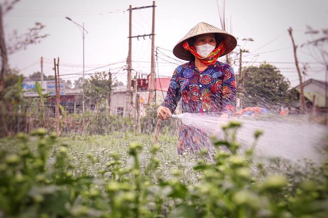 Do ảnh hưởng bởi dịch bệnh, nông dân trồng hoa chủ động giảm sản lượng gieo trồng nhằm tránh rủi ro