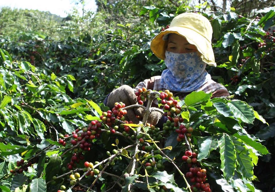 Giá cà phê hôm nay 24/1: Xáo động trước cuộc họp của Fed, Robusta giảm  