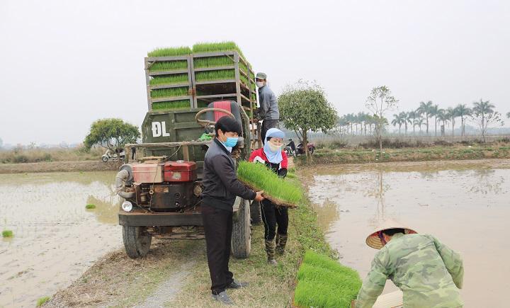 Huyện Quốc Oai đẩy mạnh đưa cơ giới hóa vào sản xuất lúa Xuân