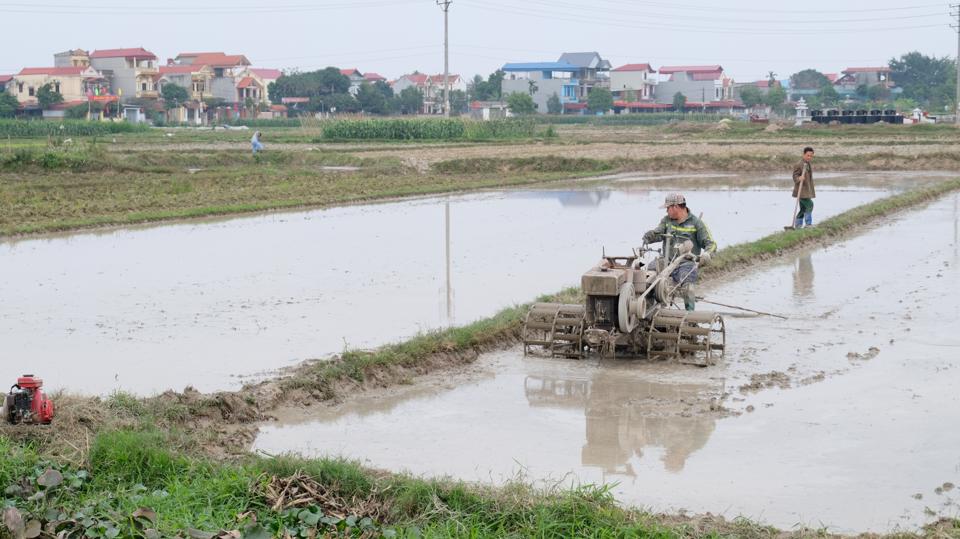 Làm đất, đổ ải, gieo cấy vụ Xuân 2022 tại xã Mai Đình (huyện Sóc Sơn). Ảnh: Tùng Nguyễn.