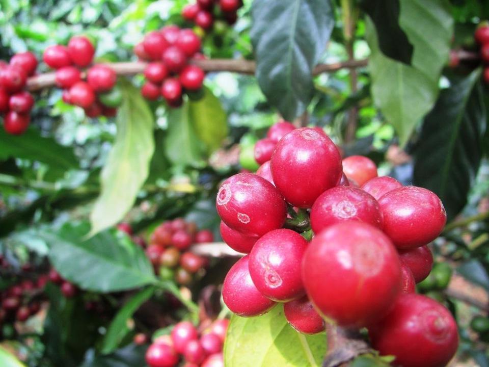 Giá cà phê hôm nay 1/3: Quỹ đầu cơ tháo chạy, Robusta dưới 2.100 USD/tấn