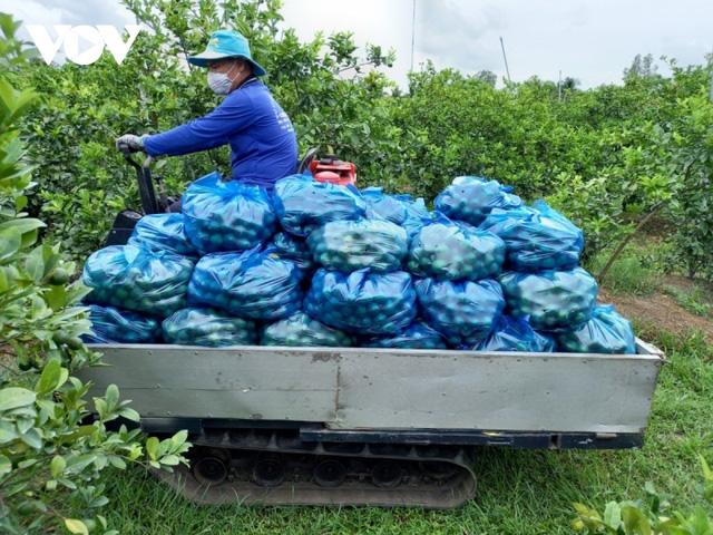 Giá chanh tăng gấp đôi, nhiều nhà vườn trúng đậm - Ảnh 3.