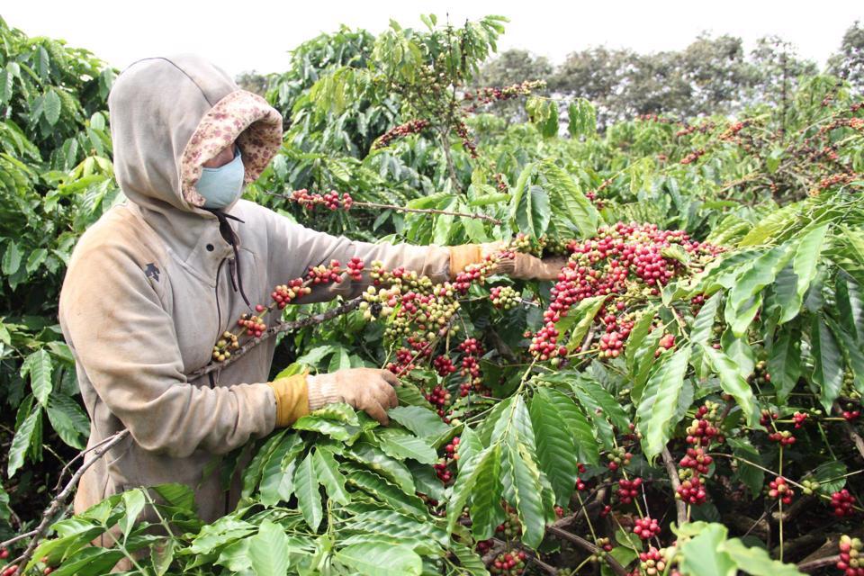 Giá cà phê hôm nay 10/3: Robusta tiếp tục tăng, trong nước đạt 41.000 đồng/kg  