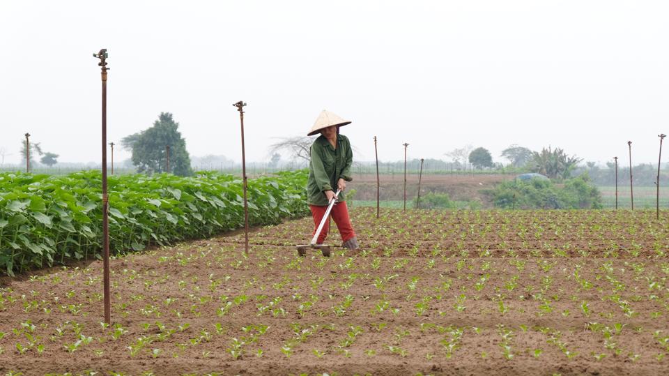 Bà con nông dân xã Tráng Việt (huyện Mê Linh) tập trung gieo trồng rau màu. Ảnh: Lâm Nguyễn.