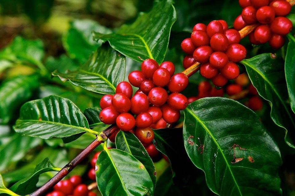 Giá cà phê hôm nay 24/3: Arabica tiếp tục tăng, trong nước cao nhất 41.500 đồng/kg  