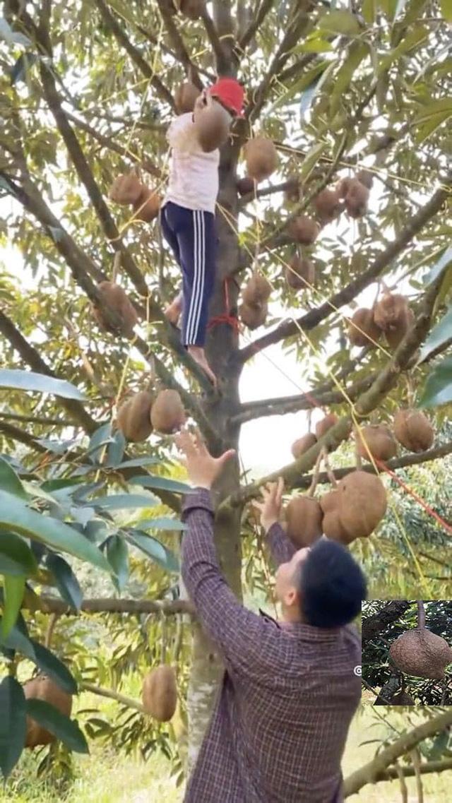 Sầu riêng nhưng lại không có gai: Kết quả sau 12 năm nỗ lực của các nhà khoa học Indonesia - Ảnh 3.