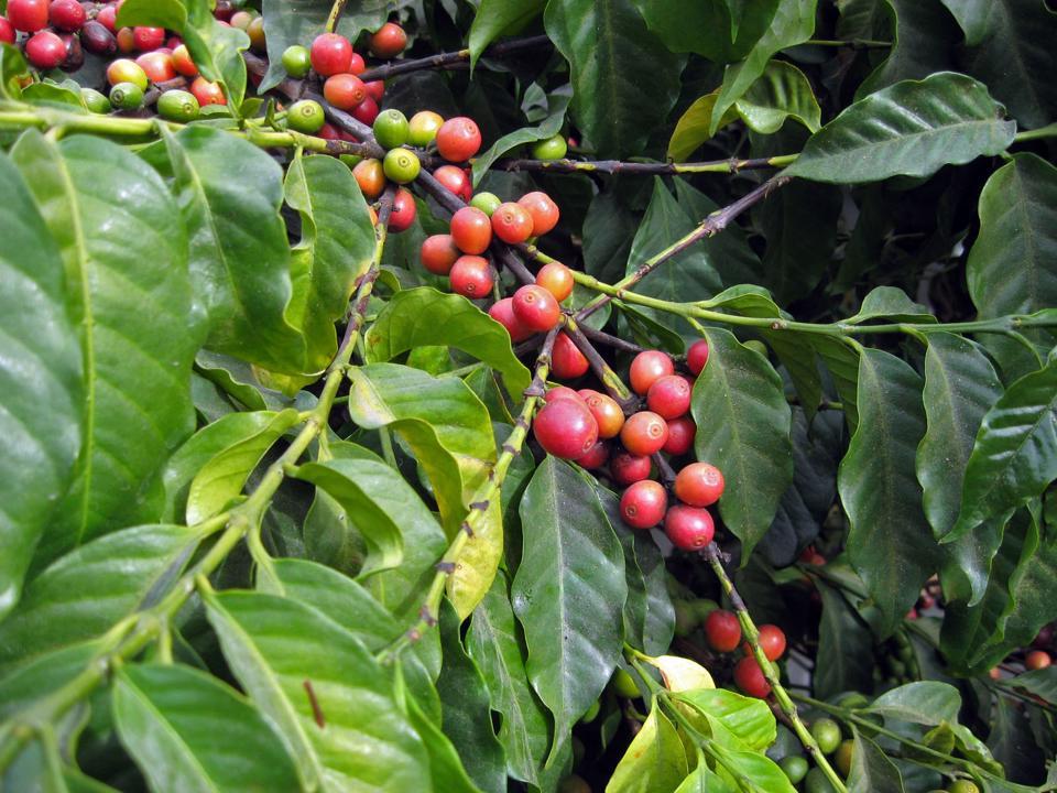 Giá cà phê hôm nay 20/4: Hàng Robusta chất lượng cao vẫn bán được gấp đôi giá sàn  