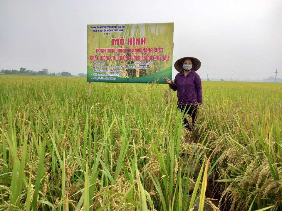 Mô hình trình diễn giống lúa mới thích ứng với biến đổi khí hậu tại huyện Ứng Hòa, Hà Nội. Ảnh: Ngọc Ánh 