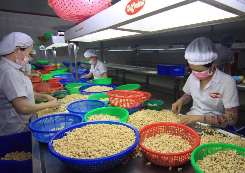 Chế biến hạt điều xuất khẩu tại Công ty CP Xuất nhập khẩu điều Việt Hà (Tổng Công ty Thương mại Hà Nội - HAPRO). Ảnh: Sinh Vũ