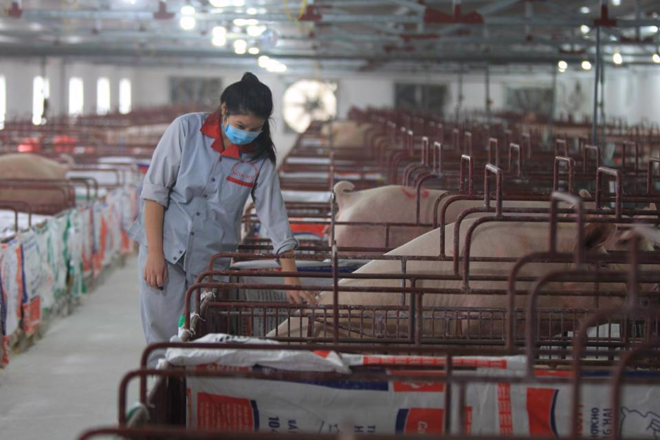 Chăn nuôi lợn trên địa bàn xã Vạn Thái, huyện Ứng Hòa. Ảnh: Phạm Hùng  