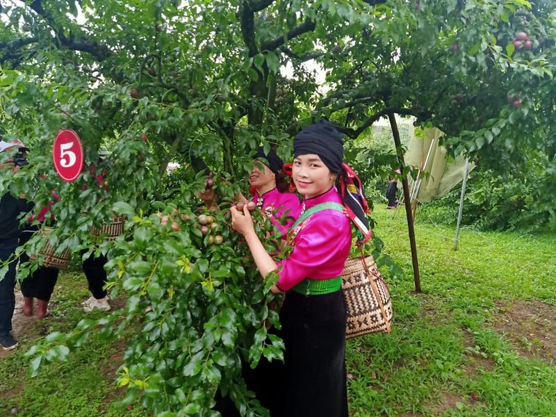 Mộc Châu, Sơn La: Chú trọng phát triển nông nghiệp công nghệ cao ảnh 1