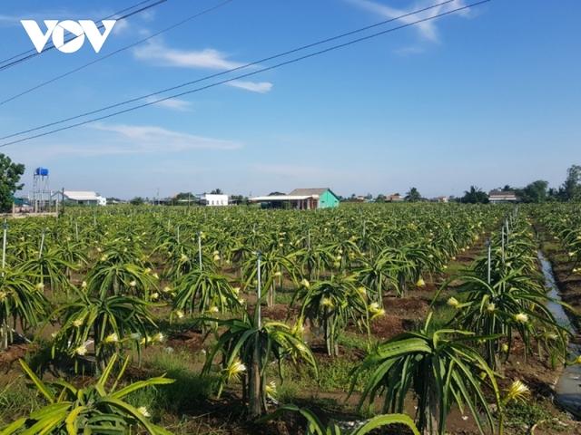 Thanh long tăng giá trở lại, nhà vườn ngưng phá bỏ vườn cây - Ảnh 1.