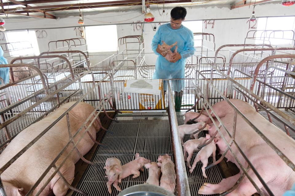 Quỹ hội giúp nhiều nông dân huyện Sóc Sơn được vay vốn phát triển kinh tế. 