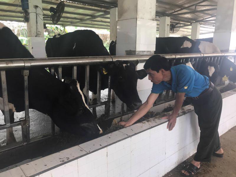 Chăn nuôi bò sữa tại xã Vân Hòa, huyện Ba Vì. Ảnh Ngọc Ánh