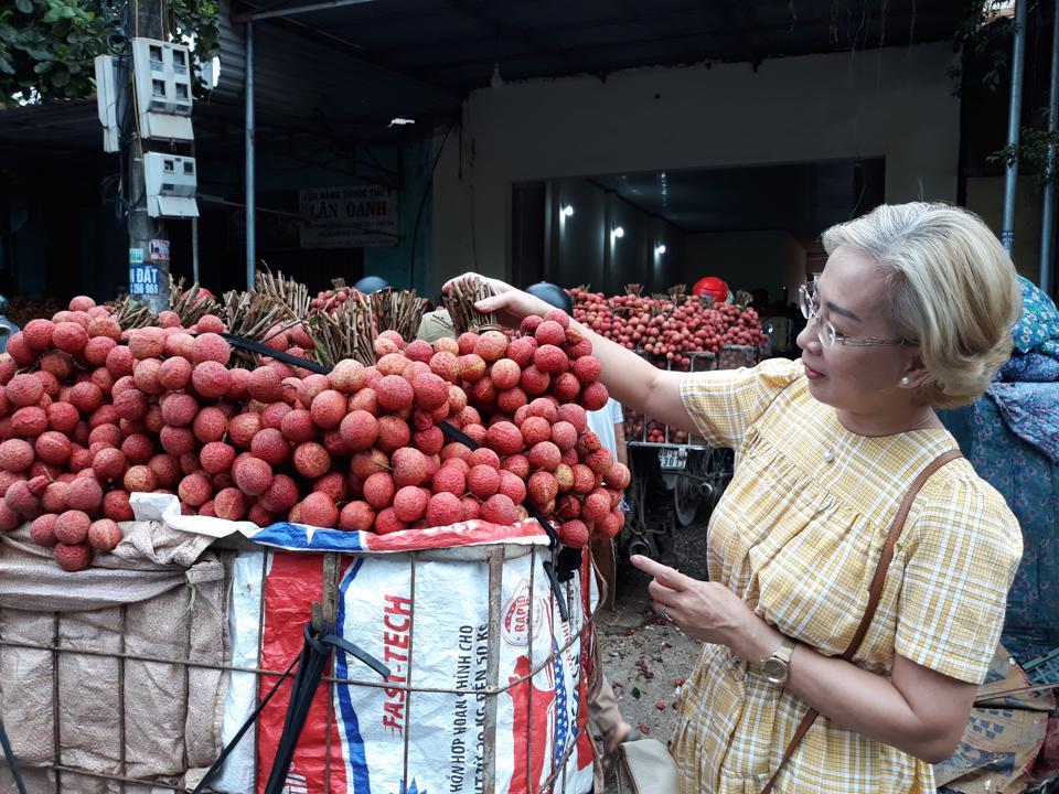 Thương lái thu mua vải thiều Lục Ngạn