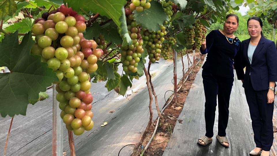 Mô hình trồng nho hạ đen tại xã Phương Đình, huyện Đan Phượng. Ảnh: Ngọc Ánh  