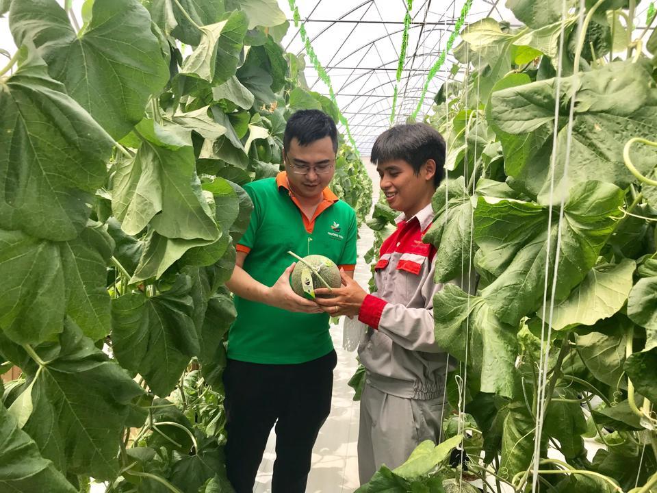 Mô hình trồng dưa lưới giống Nhật Bản ứng dụng công nghệ cao tại quận Hà Đông. Ảnh: Ánh Ngọc  