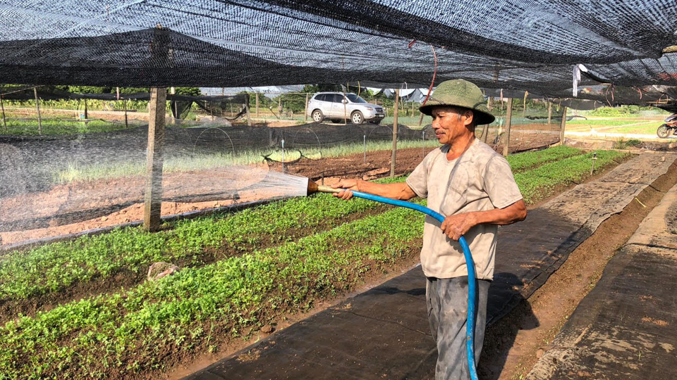 Chăm sóc rau an toàn tại xã Tân Minh, huyện Thường Tín. Ảnh: Ánh Ngọc  