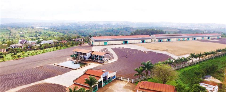 CADA là đồn điền cà phê Robusta đầu tiên của Việt Nam