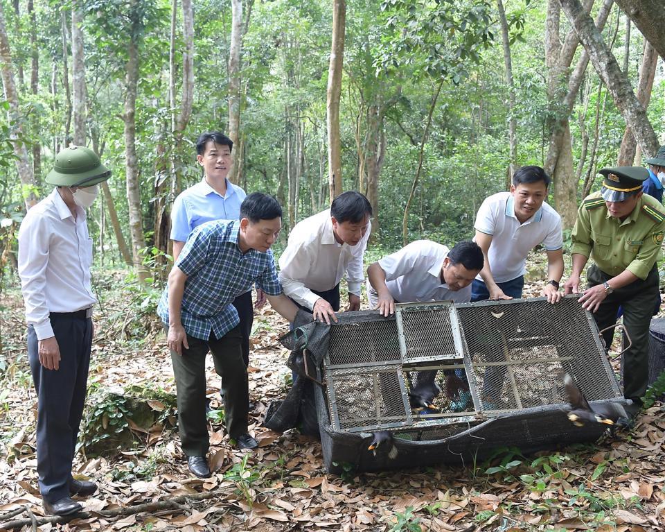 Lực lượng Kiểm lâm Hà Nội phối hợp với các đơn vị tái thả động vật hoang dã về môi trường tự nhiên. Ảnh: Ánh Ngọc