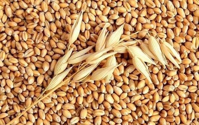 Thị trường hàng hóa ngày 21/9: Nhóm nông sản bật tăng mạnh, lúa mì tăng vọt  8%