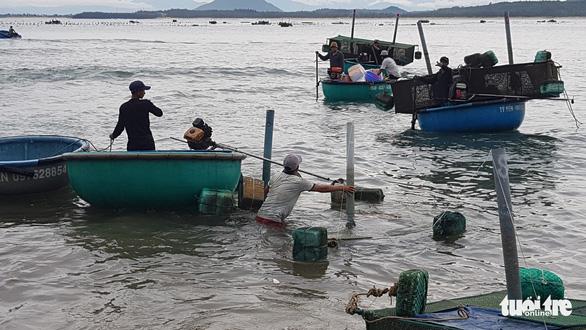 Dân Phú Yên hối hả vớt cả triệu con tôm hùm giống chạy bão số 4 - Ảnh 4.