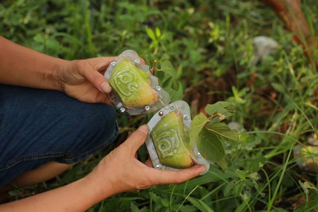 Độc đáo quả ổi hình thỏi vàng in chữ Tài Lộc ở Hải Dương - Ảnh 2. Độc đáo quả ổi hình thỏi vàng in chữ Tài Lộc ở Hải Dương - Ảnh 2.