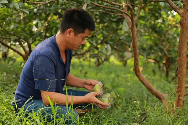 Độc đáo quả ổi hình thỏi vàng in chữ Tài Lộc ở Hải Dương - Ảnh 1. Độc đáo quả ổi hình thỏi vàng in chữ Tài Lộc ở Hải Dương - Ảnh 1.