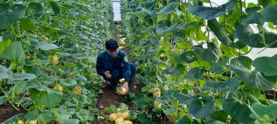Nguyễn Quang Hùng thu hoạch lứa dưa vàng Hàn Quốc đầu tiên trong khu sản xuất của hợp tác xã.