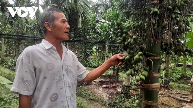 Trái cau xuất khẩu khó đầu ra, nhà vườn cần thận trọng mở rộng diện tích - Ảnh 1. Trái cau xuất khẩu khó đầu ra, nhà vườn cần thận trọng mở rộng diện tích - Ảnh 1.