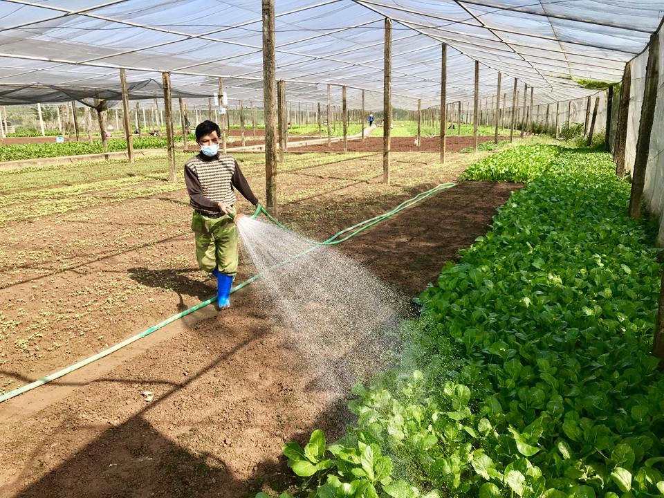 Chăm sóc rau an toàn tại thôn Tiền Lệ, xã Tiền Yên, huyện Hoài Đức. Ảnh: Ngọc Ánh