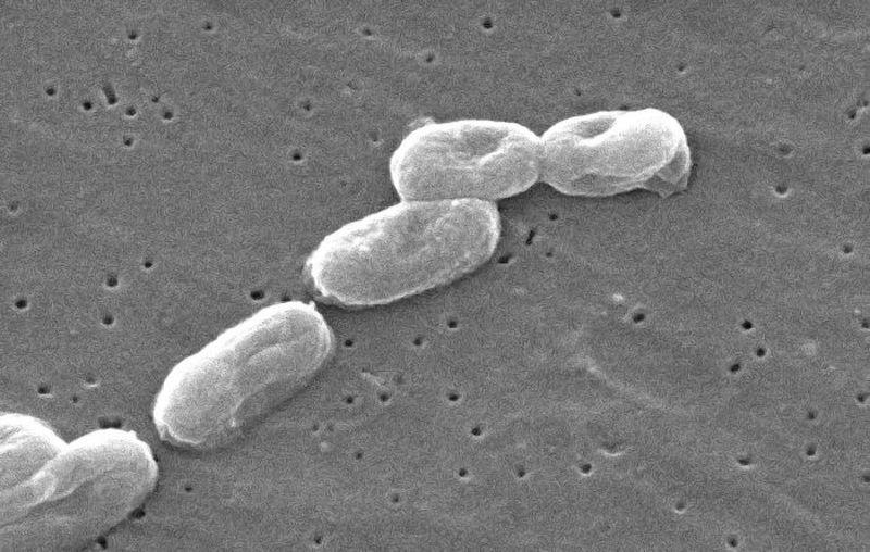 Vi khuẩn Burkholderia Cepacia