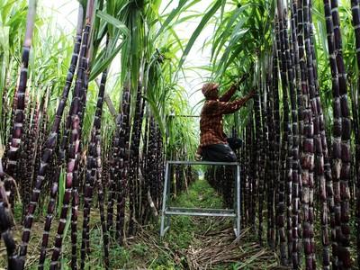 Mía Đường Sơn La (SLS) trả cổ tức tỷ lệ 100% tiền mặt niên độ 2021 - 2022