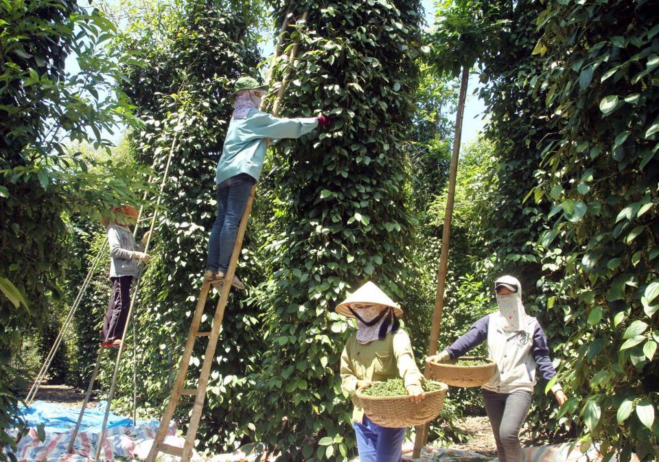 Giá tiêu hôm nay 17/11: Giá tiêu xuất khẩu tăng khi đồng USD hạ nhiệt  