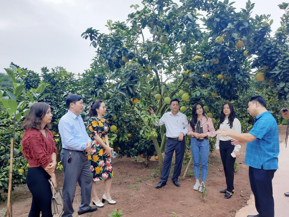 Nhiều doanh nghiệp lữ hành cũng về tìm hiểu, kết nối tour du lịch miệt vườn Lục Ngạn.