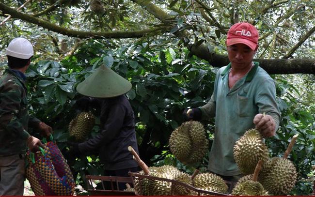 Chặt phá cây trồng khác trồng sầu riêng: Lo ngại phát triển nóng và hệ lụy