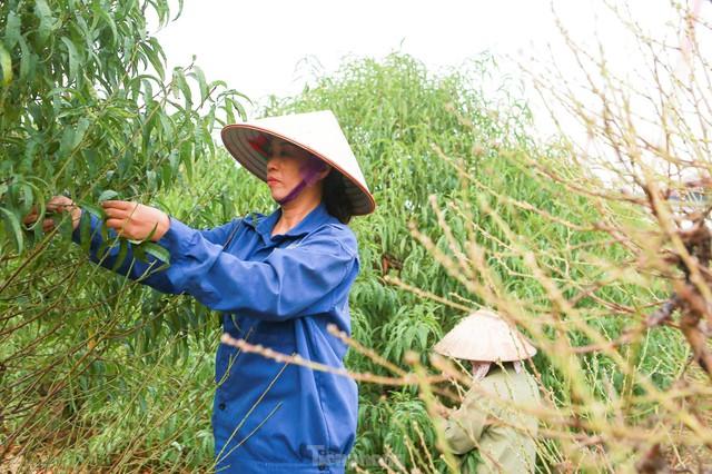 Người Nhật Tân hối hả xuống lá đào chuẩn bị đón Tết Nguyên đán - Ảnh 5.