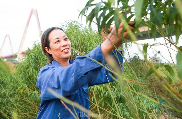 Người Nhật Tân hối hả xuống lá đào chuẩn bị đón Tết Nguyên đán - Ảnh 2.