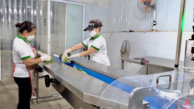 Sơ chế, đóng gói sản phẩm rau tại Hợp tác xã Bắc Hồng (huyện Đông Anh). Ảnh QUANG LINH